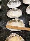 25 Lot Of Natural 5-1 4   -6   lg  Seashells Clam Sea Shells  Long Island Ny Beaches