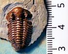 Fine Complete  2 Cm Acastocephala Macrops With Full Shell  Silurian Wenlock  Uk