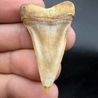 Megalodon Era Mako Shark Tooth Peru - Rare Colors 1 65   