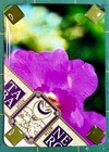 M  Hackney Mixed Media Flower Collage Photo Paper Cigar Band Signed 2 5x3 5 Aceo