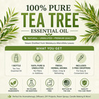 Tea Tree Essential Oil 100  Pure Many Sizes Free Shipping - Greenhealth 
