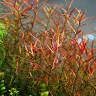 Ludwigia Arcuata Narrow Leaf Repens   Aquarium Plants Factory  