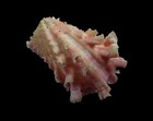 Sea Shell - Carditta Crassicostata -49mm- Beautiful Color And Spines   