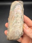 Rainbow Iridescent Baculite Fossil Colorado Pierre Shale Ammonite 4 5 Inches
