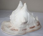 Conch Sea Shell Large 9    Nautical Beach Ocean D  cor Heavy Decorative Beautiful
