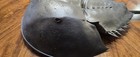 Horseshoe Crab  xiphosura  Crustacean Specimen With Tail Spine
