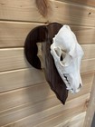 Arrowhead Coyote Skull Pedestal Black Walnut