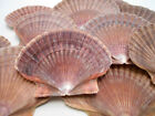 12 Mexican Flat Scallop Shells Seashells Large 3  Crafts Coastal Beach Cottage