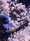 Rose Bubble Tip Anemone Small