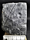 Mariopteris Acuta     Carboniferous Fossil Fern