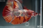 Live Betta Male Giant Red Orange Fancy Koi Metallic Halfmoon Hm   Bom-b410