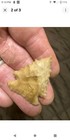 Arrowhead Pinetree Native American Artifact 100  Authentic