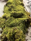 Dried Moss Sheets For Terrariums  Vivariums  Fairy Gardens  Plants  Pets  1lb  