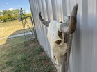 Steer Skull 24 Inch Wide Bull Horn Mounted Cow Head
