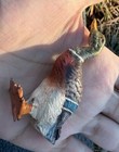 Beautiful Antique Austrian Vienna Cold Painted Bronze Figure Of Mallard Duck
