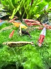 10 1 Adult Neocaridina Candy Skittle Live Shrimp Mixed Colors Aquarium