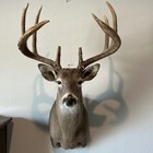 White Tail Deer Shoulder Mount 10 Point Buck - Cut Off Tines Big Rack   Heavy