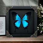 Blue Emperor Butterfly Taxidermy Real Papilio Ulysses Gothic Wall Art Home Decor