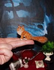 Ready Red Maine Coon Cat Ooak 1 12 Miniature Dollhouse Realistic Handmade Igma
