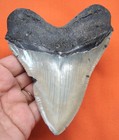 Megalodon Shark Tooth - Real Fossil - Shark Teeth - 4 68  - No Repairs Natural