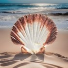 Beautiful 5    Flat Scallop Shell From Florida