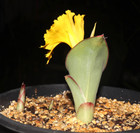 Costus Macranthus New  Smaller Cousin Of C  Spectabilis