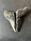 4 1 Inch Real Megalodon Shark Tooth Big Fossil Genuine Prehistoric Meg Teeth