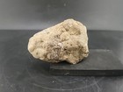Permineralized Compression Fossil Titan Boa With Prey In Mouth Suspect Theropod 