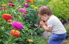100 California Giant Zinnia Seed Mix   Sale Free Shipping Non Gmo Heirloom