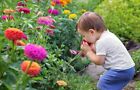 200 California Giant Zinnia Seeds   Sale Free Shipping Non Gmo Heirloom