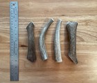 Medium Elk deer Antler Natural Dog Chew   1pc   antler Treats 