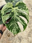 Monstera Bulbasaur Variegated Free Phytosanitary
