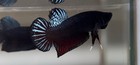 Betta Super Plakat Fighter  132      vip       4 
