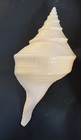 Huge Australian Trumpet Shell Syrinx Aruanus 16  Shelled Gastropod Sea Snail
