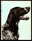 1930s Antique German Shorthaired Pointer Print Vintage Pointer Wall Art 6344j