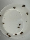 20  Live Freshwater Aquarium Bladder Snails  Beginner Friendly Algae Eaters