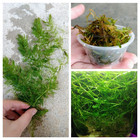 Shrimp Breeders Plant Pack  3 Plants   Live Freshwater Plants Aquarium Plants