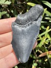Natural Beautiful 2 52    Megalodon Tooth Fossil Shark Teeth