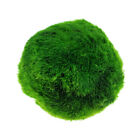 4-5cm Marimo Moss Ball Cladophora Live Aquarium Plant Fish Aquarium Decor Us