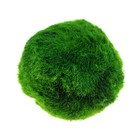 4-5cm Marimo Moss Ball Cladophora Live Aquarium Plant Fish Aquarium Decor Usa