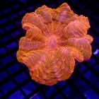 Orange Acanthophyllia Meat Coral 3  Wysiwyg - Indigo Corals - Ic 3780