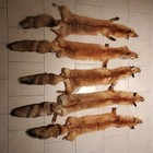 Eastern Red Fox Professionally Tanned  Xl High Quality Pelt Fur Hide Coyote