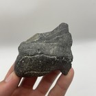 Huge Megalodon Shark Tooth Partial Fossil 