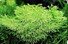 Riccia Fluitans 