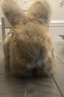Vintage Applause Sherlock The Brown Bunny Rabbit 8  Plush Stuffed Animal 1987