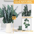 25 Pcs Preserved Dried Eucalyptus Stems  Silver Dollar Leaves Bundle  Natural   