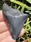 Natural Beautiful 1 92    Megalodon Tooth Fossil Shark Teeth