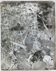 Antique Glass Plate Photo Negative - Lady s Slipper Orchid In Bloom