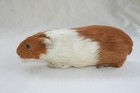 Vtg Guinea Pig Taxidermy Roan White Rodent Family Pet Glass Eyes Intact Rare Usa