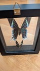 Real Butterfly Framed Green Blue Urania Leilus   Diaethria Clymena Double Glass 